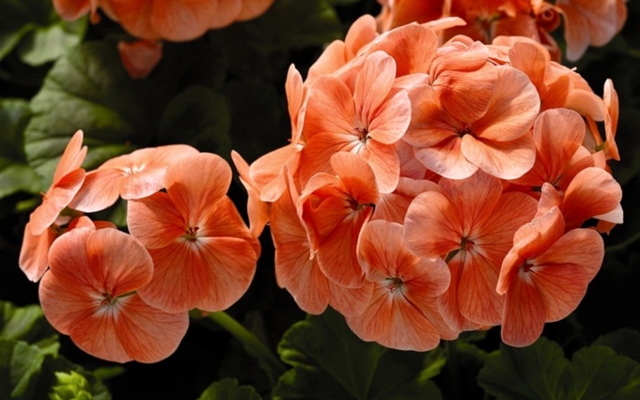 Пеларгония зональная Родина