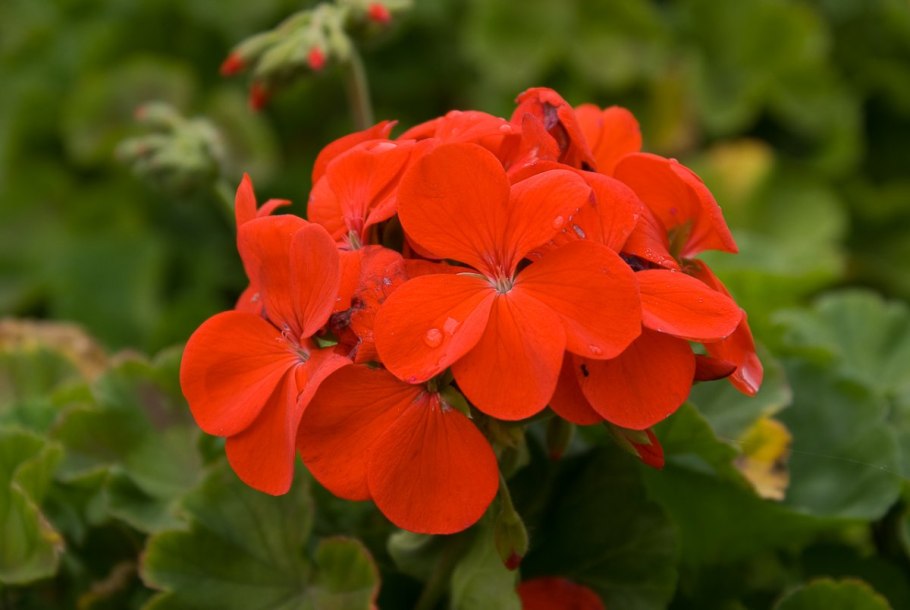 Пеларгония маверик оранж