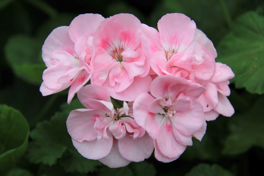 Пеларгония зональная и грандифлора