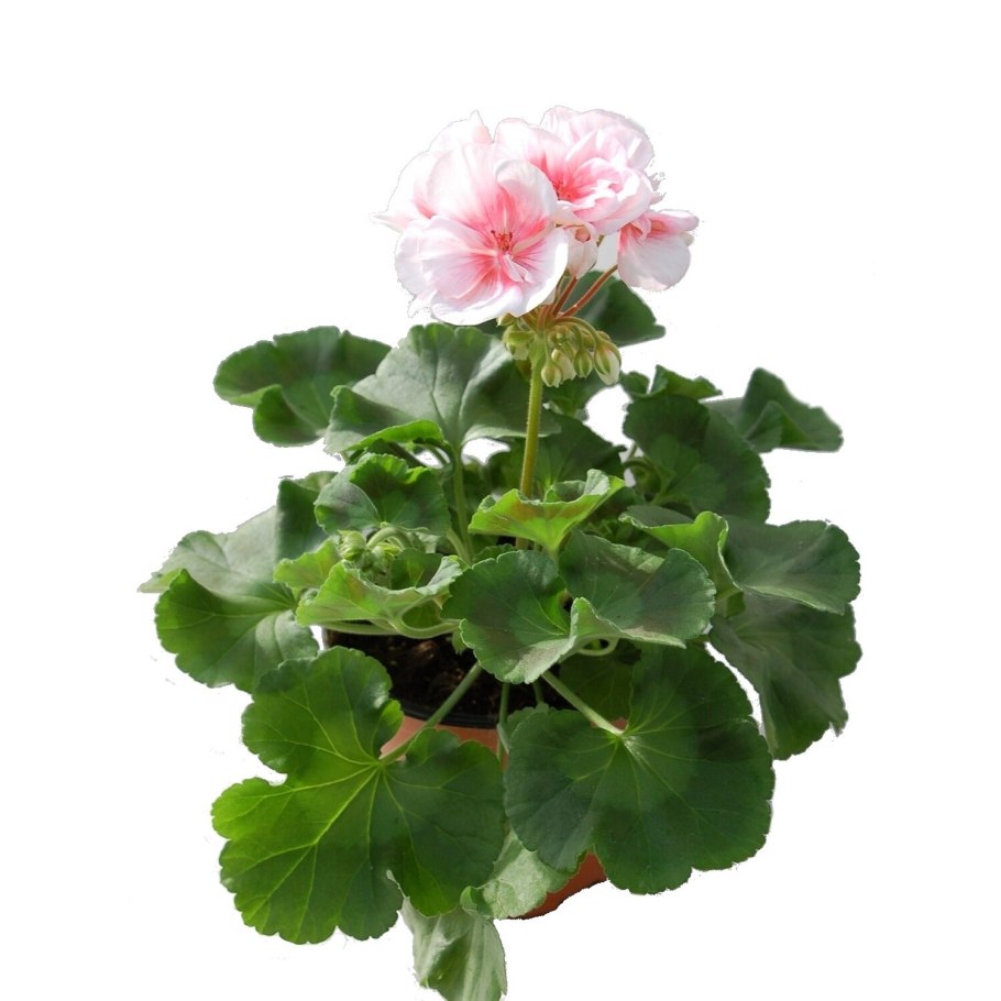 Пеларгония герань