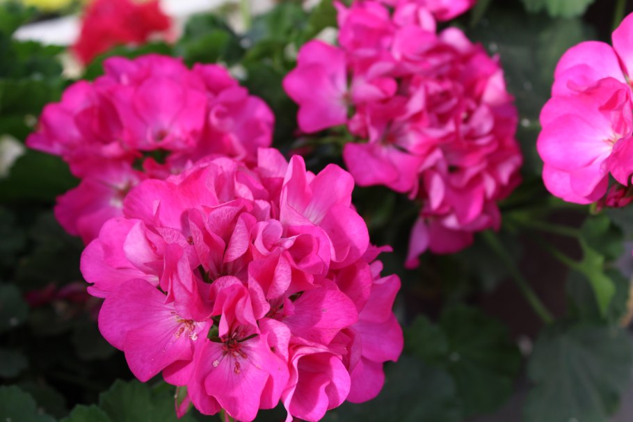 Пеларгония зональная Колорама