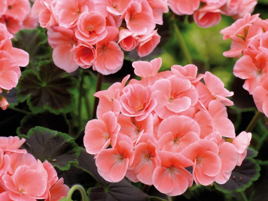 Пеларгония Мультиблум f1