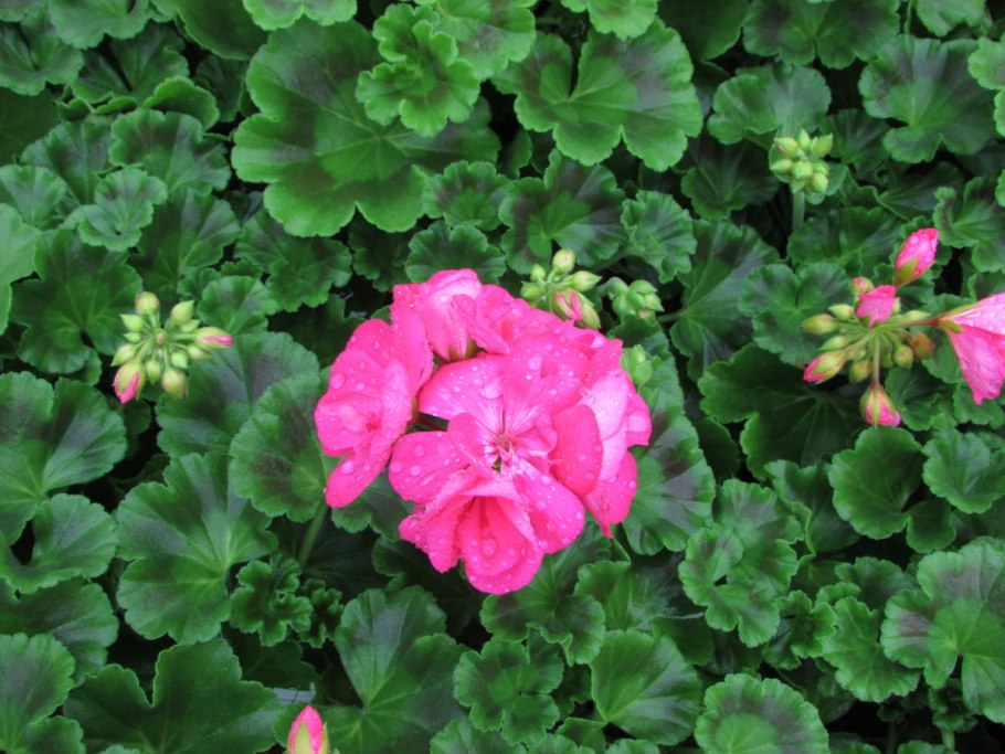 Пеларгония зональная Toscana