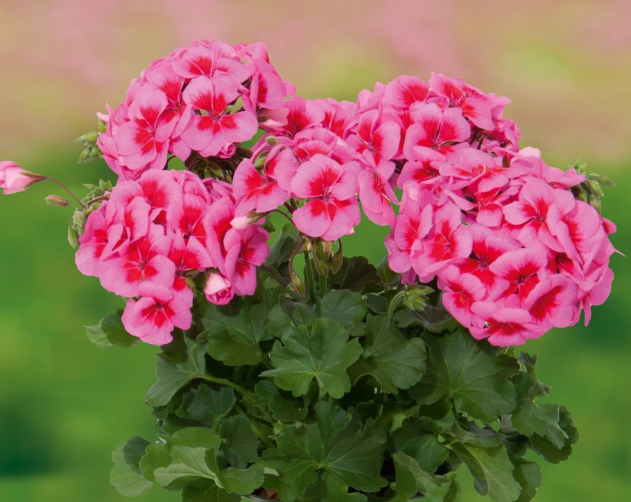 Пеларгония toscana magnus