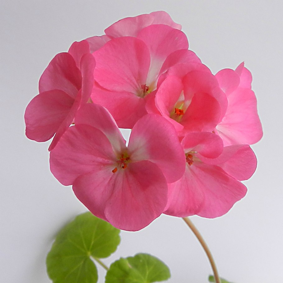 Пеларгония зональная Вайолет