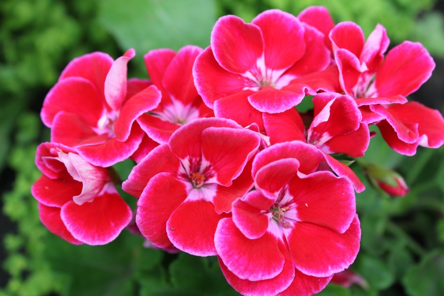 Пеларгония зональная микс