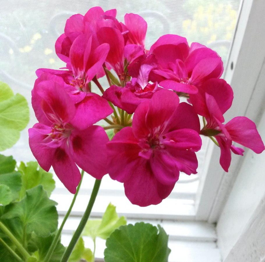 Пеларгония Маверик Квиксильвер