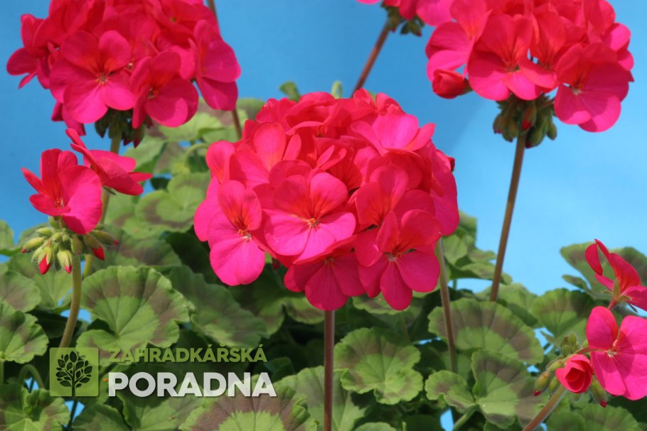 Пеларгония зональная Блэк вельвет Salmon