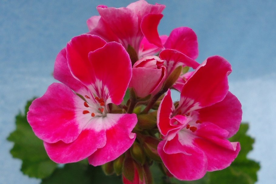 Пеларгония pac jana