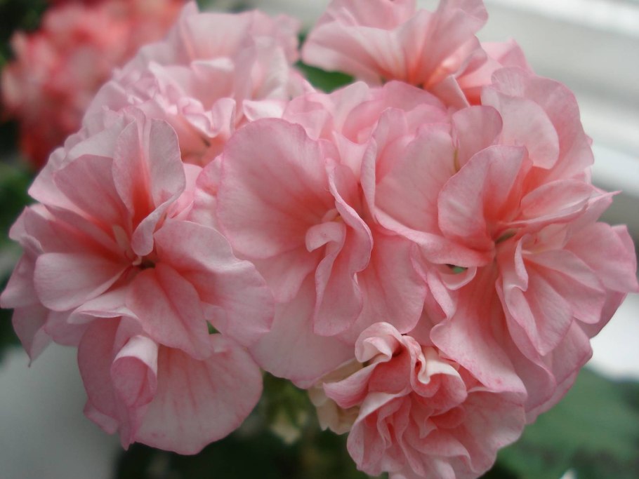 Пеларгония зональная Chocolate