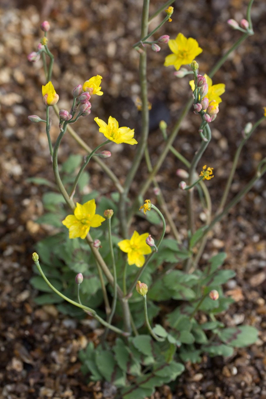 Бонгардия (Bongardia)