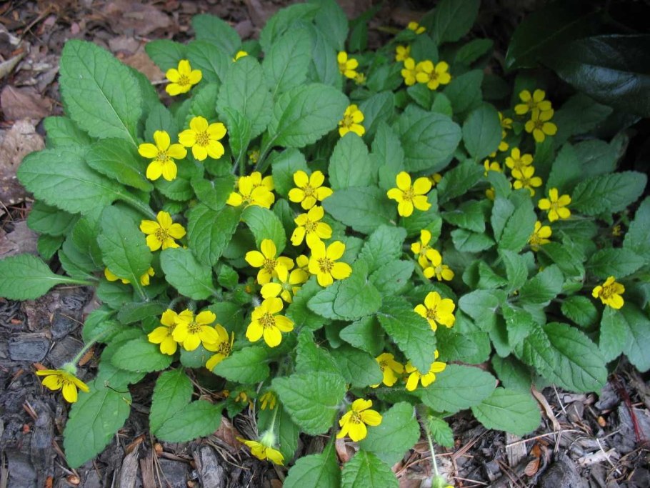 Chrysogonum virginianum