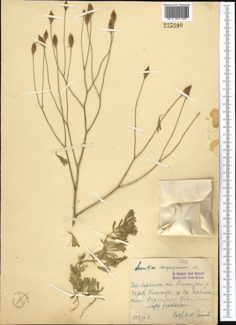 Бонгардия золотистая