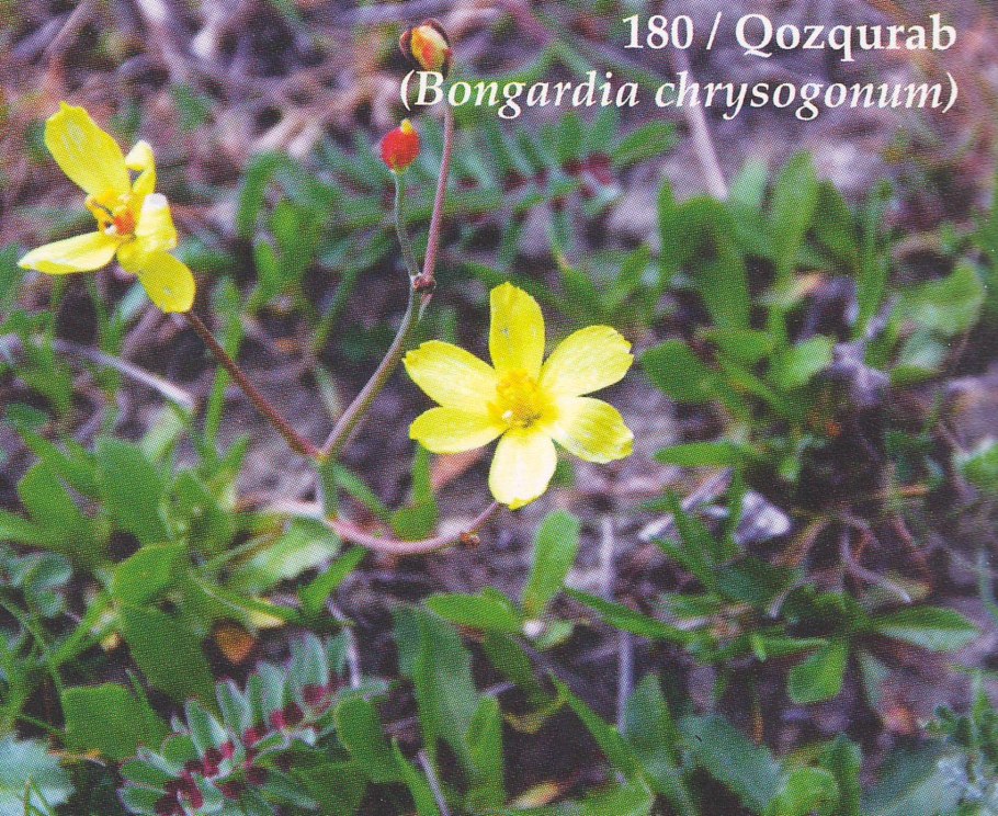 Бонгардия растения