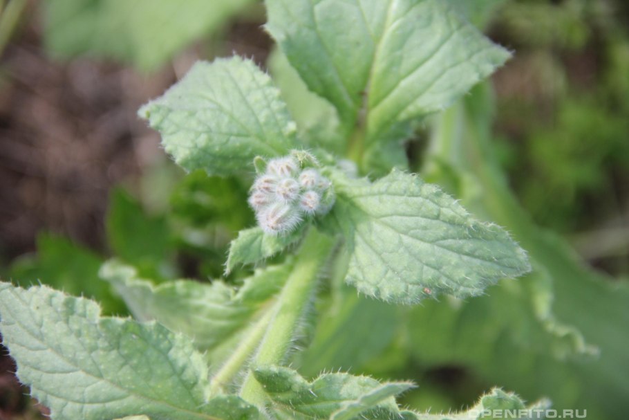 Листья бурачника