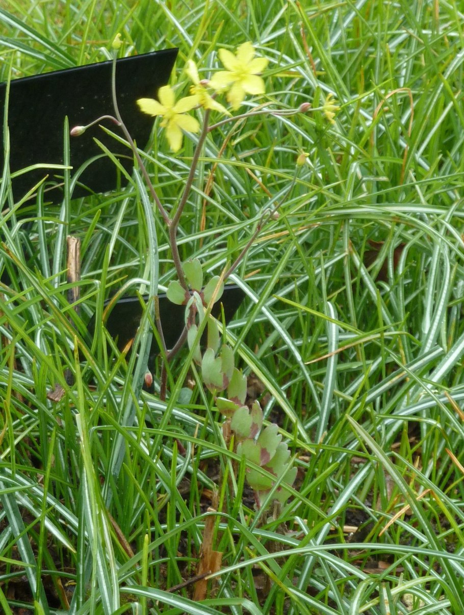 Bongardia chrysogonum