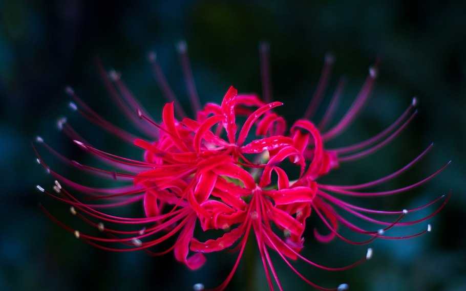 Ликорис Паучья Лилия