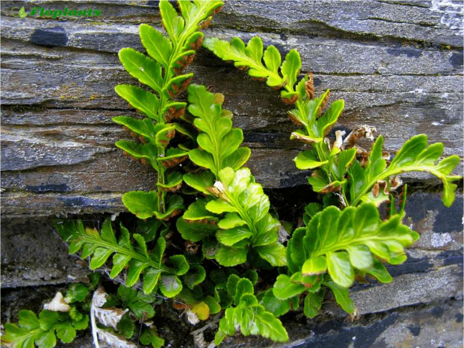 Схизеевые папоротники
