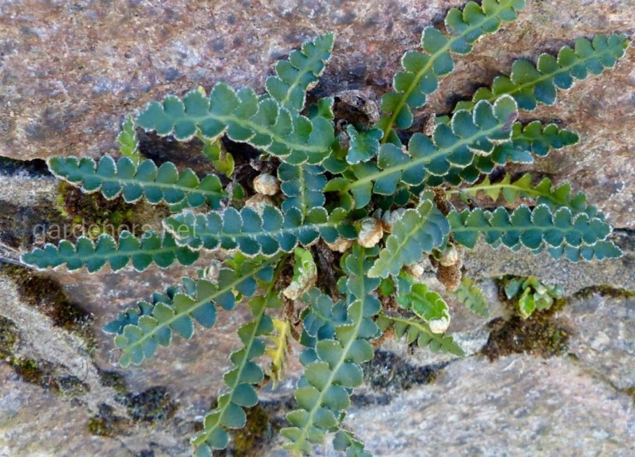 Асплениум зеленый