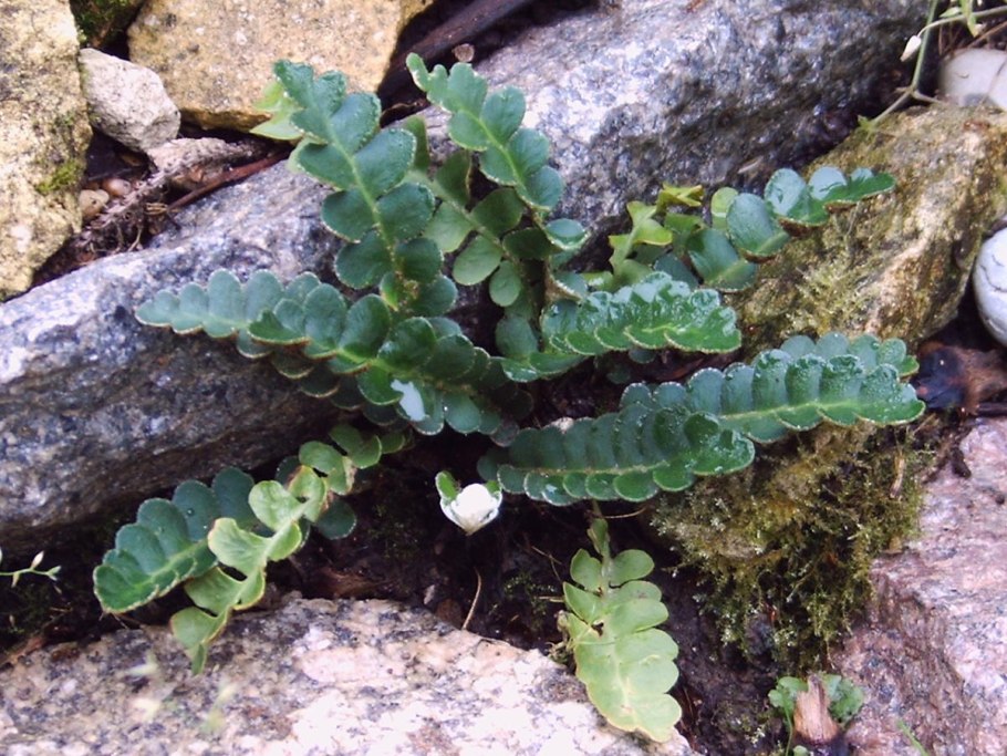 Скребница папоротник