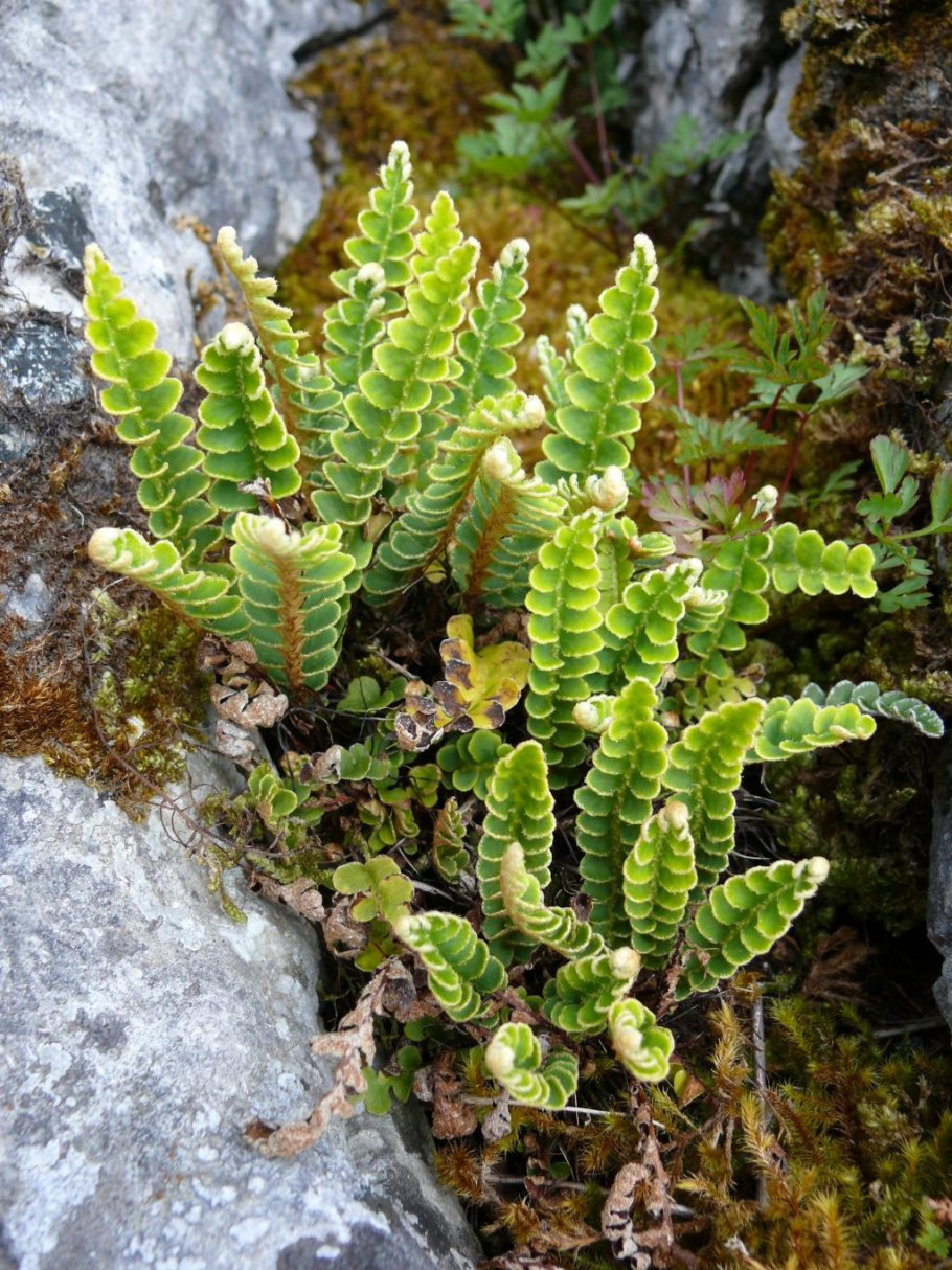 Костенец черный рисунок