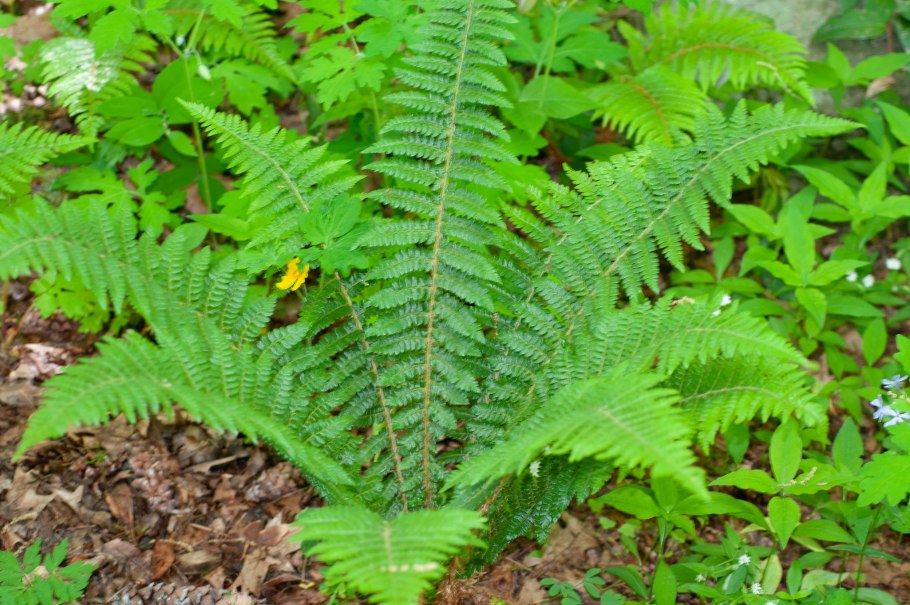 Асплениум бульбоносный