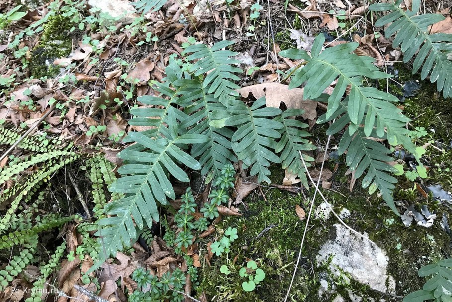 Костенец зонтичный