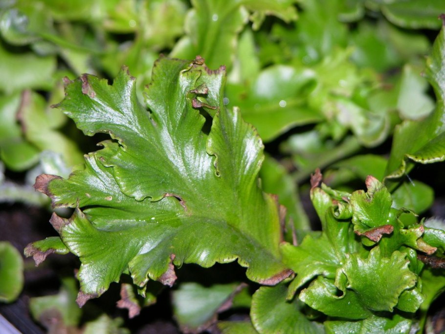 Асплениум костенец сколопендровый