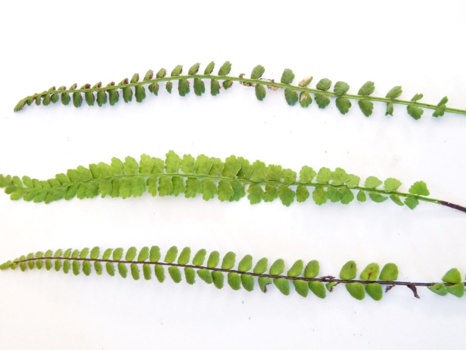 Папоротник костенец