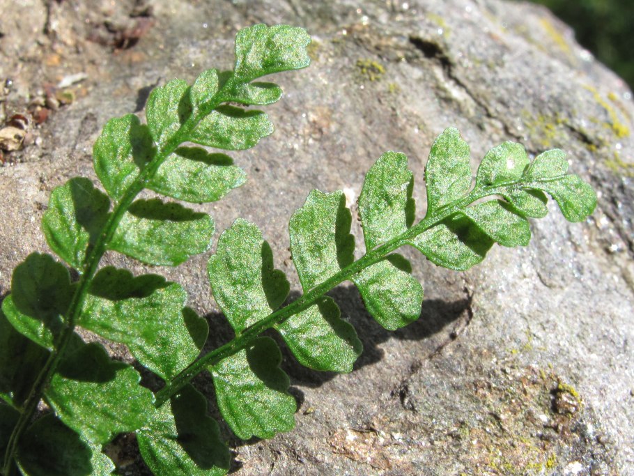 Криптограмма Стеллера