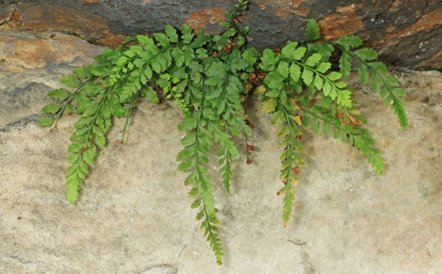 Костенец Воронова Asplenium woronowii