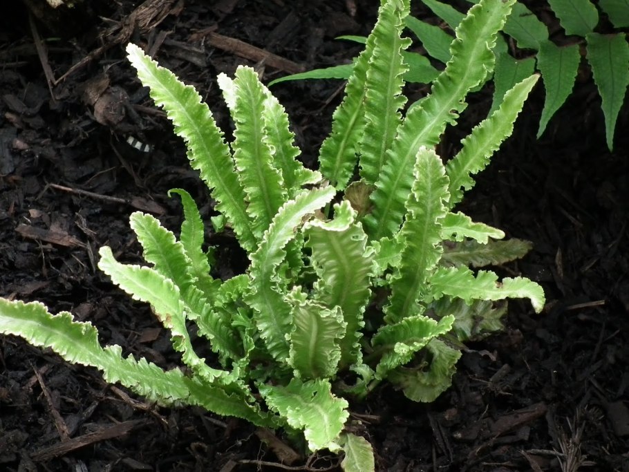 Асплениум костенец сколопендровый