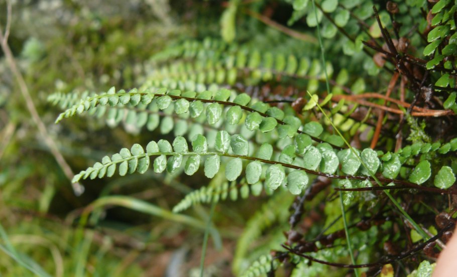Костенец волосовидный (asplenium trichomanes).