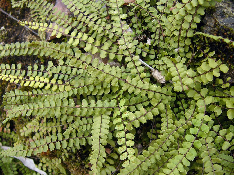 Асплениум Костенец луковиценосный