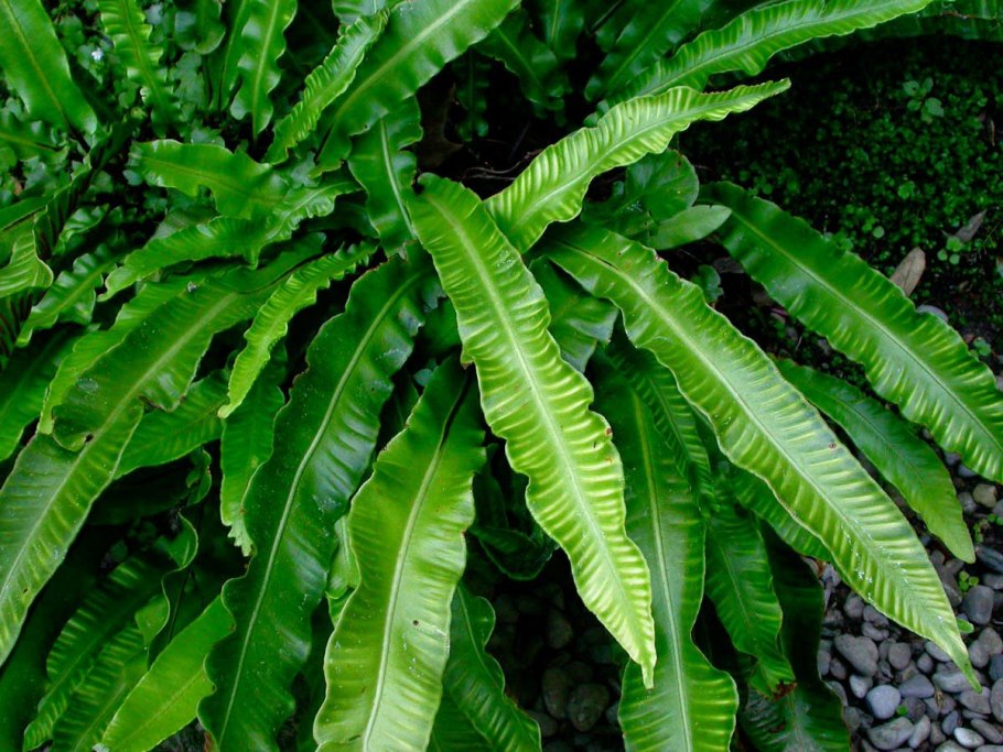 Асплениум Северный папоротник