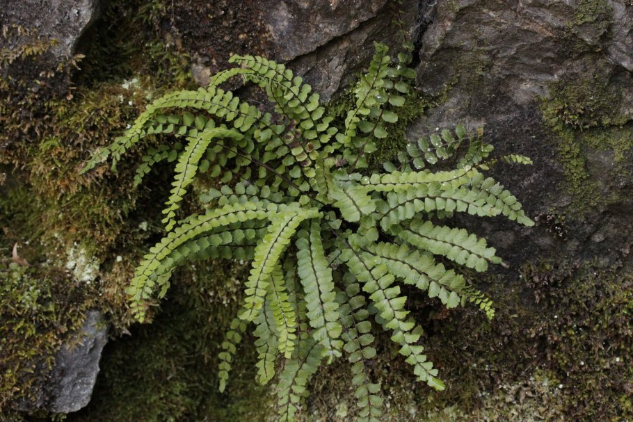 Асплениум Asplenium scolopendrium angustifolia