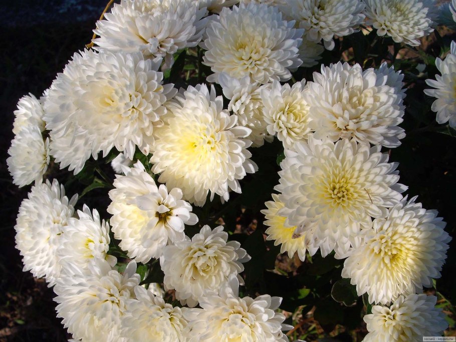 Очиток Вайнберга