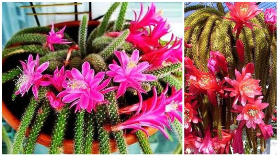 Коралловые полипы актиния