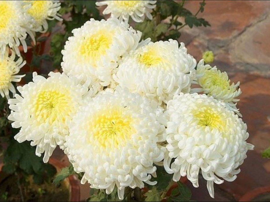 Астра Хризантема георгин