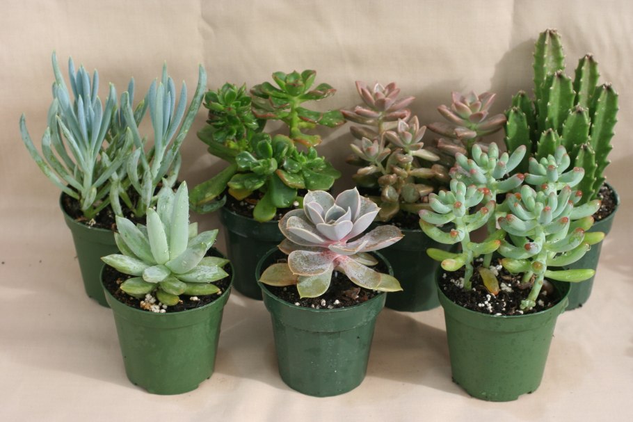 Шлюмбергера декабрист Зигокактус