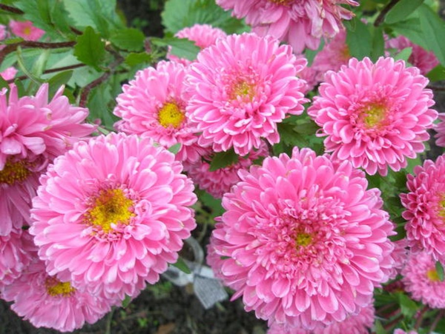 Очиток седум