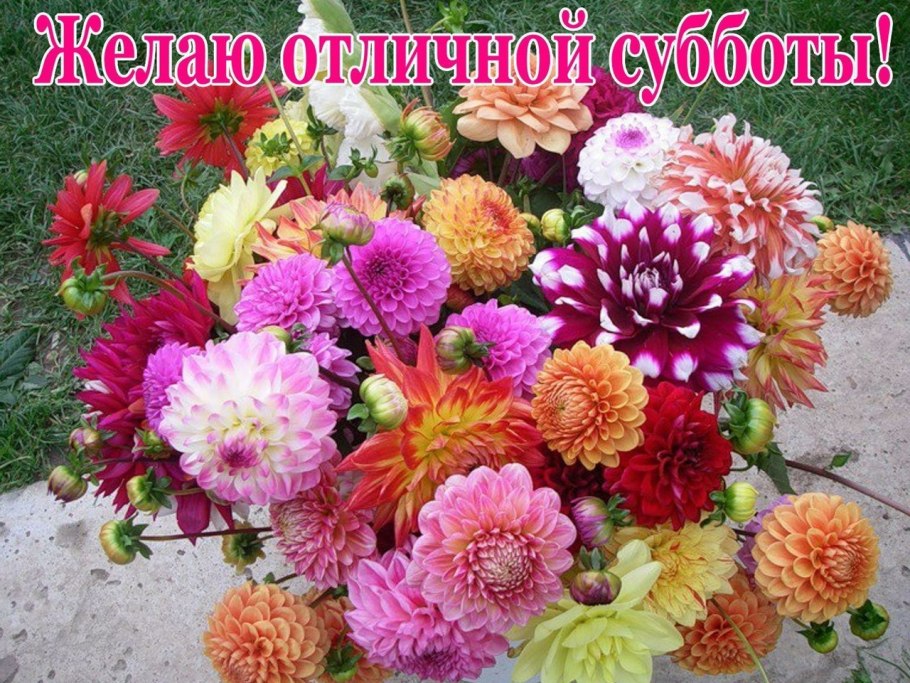 Бесстебельная эхеверия