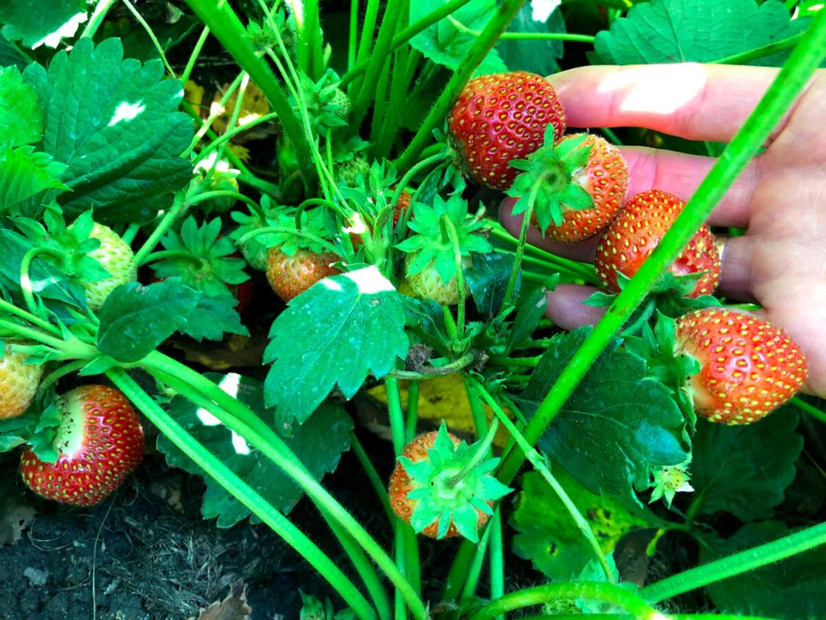 Земляника Садовая Царскосельская