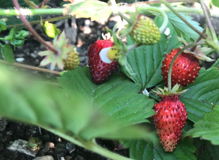 Fragaria virginiana