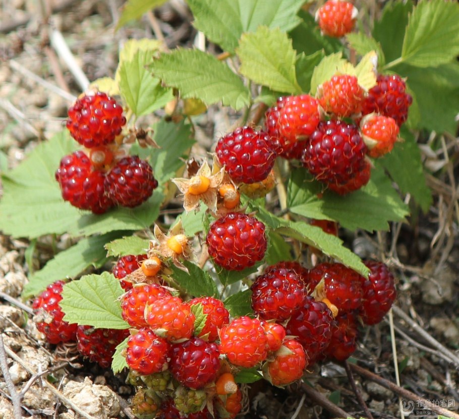 Fragaria chiloensis клубника