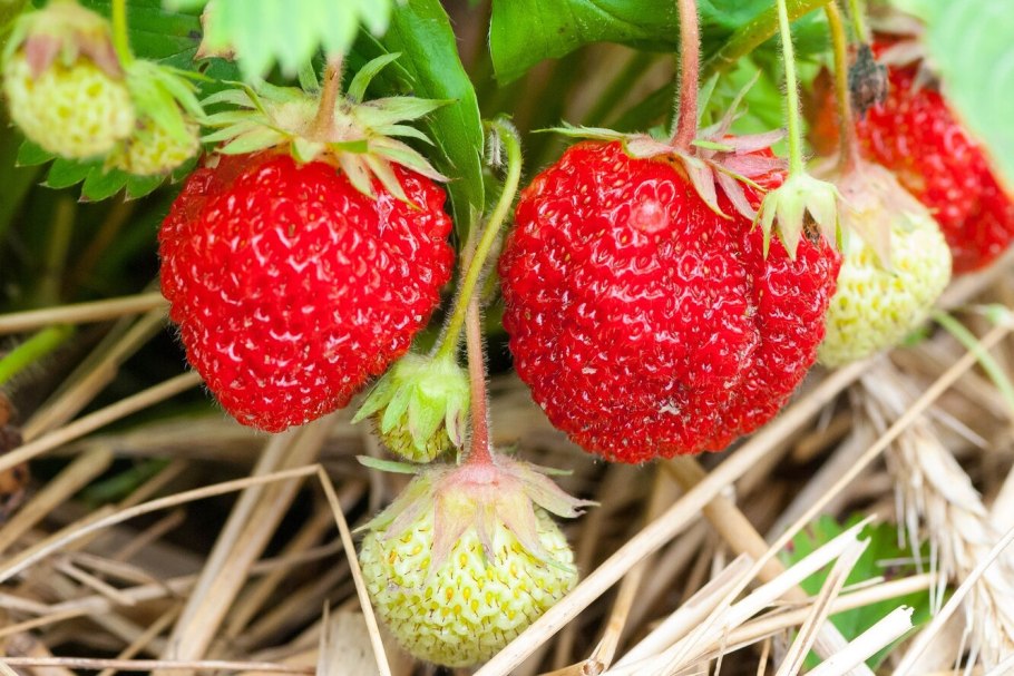 Пляжная клубника Fragaria chiloensis var. Chiloensis forma chiloensis