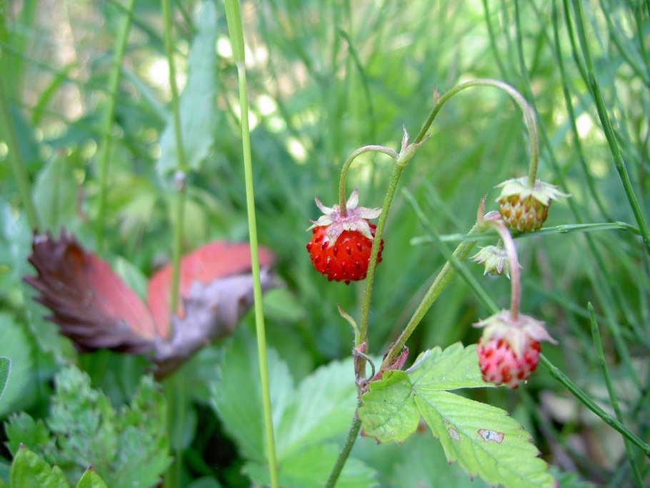 Земляника мускусная, Лесная клубника.