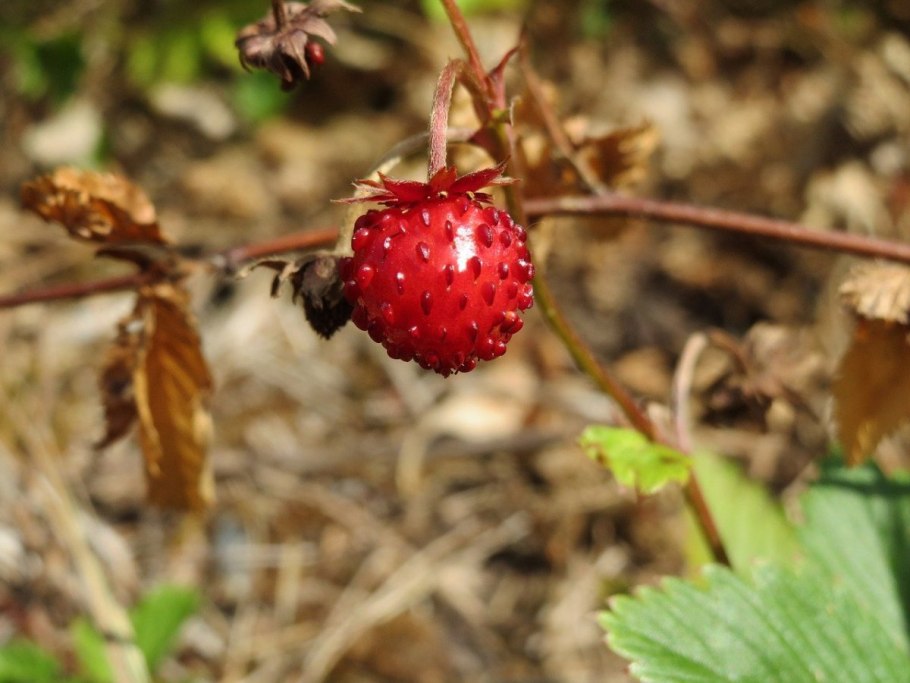 Fragaria moupinensis
