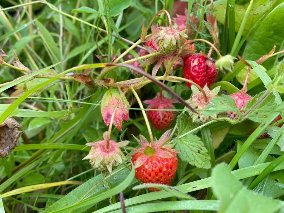 Чаровница это ягода Виктория