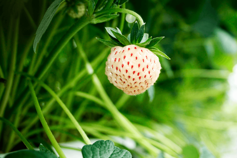 Земляника ананасная пайнберри